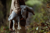 US stockist of Senger Naturwelt's Large Grey Cuddly Goose.