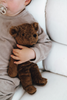 US stockist of Senger Natruwelt's small floppy Brown Bear.