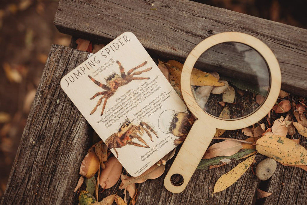 US stockist of Timber Kid's Jumping Spider fun fact timber tile and coloring in postcard.